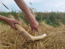 Obrázek sklizně (foto archiv Archeoparku pravěku Všestary)
