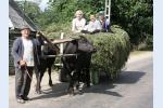 Svážení píce na voze taženém volským potahem. (Maramures)